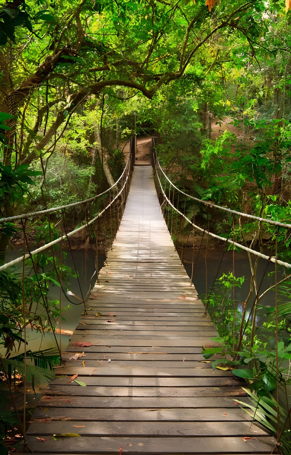 PDGIT5855309: Ponte sospeso sul ruscello nel bosco