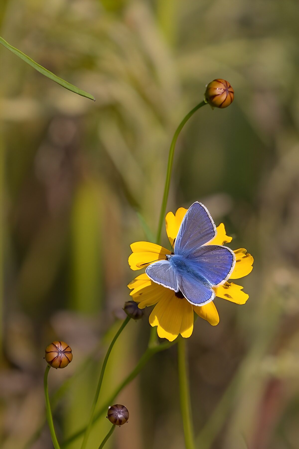 PDGIT2171273: Farfalla blu su un fiore giallo