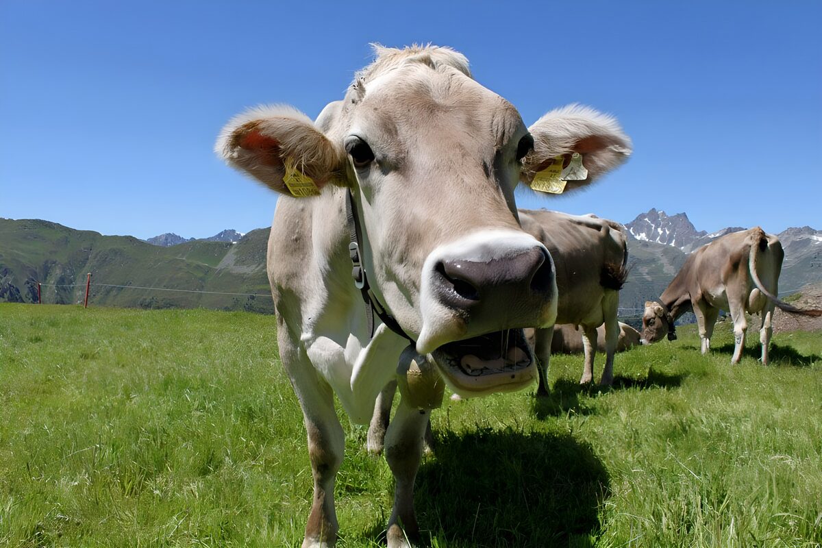 Mucca in primo piano nel prato alpino