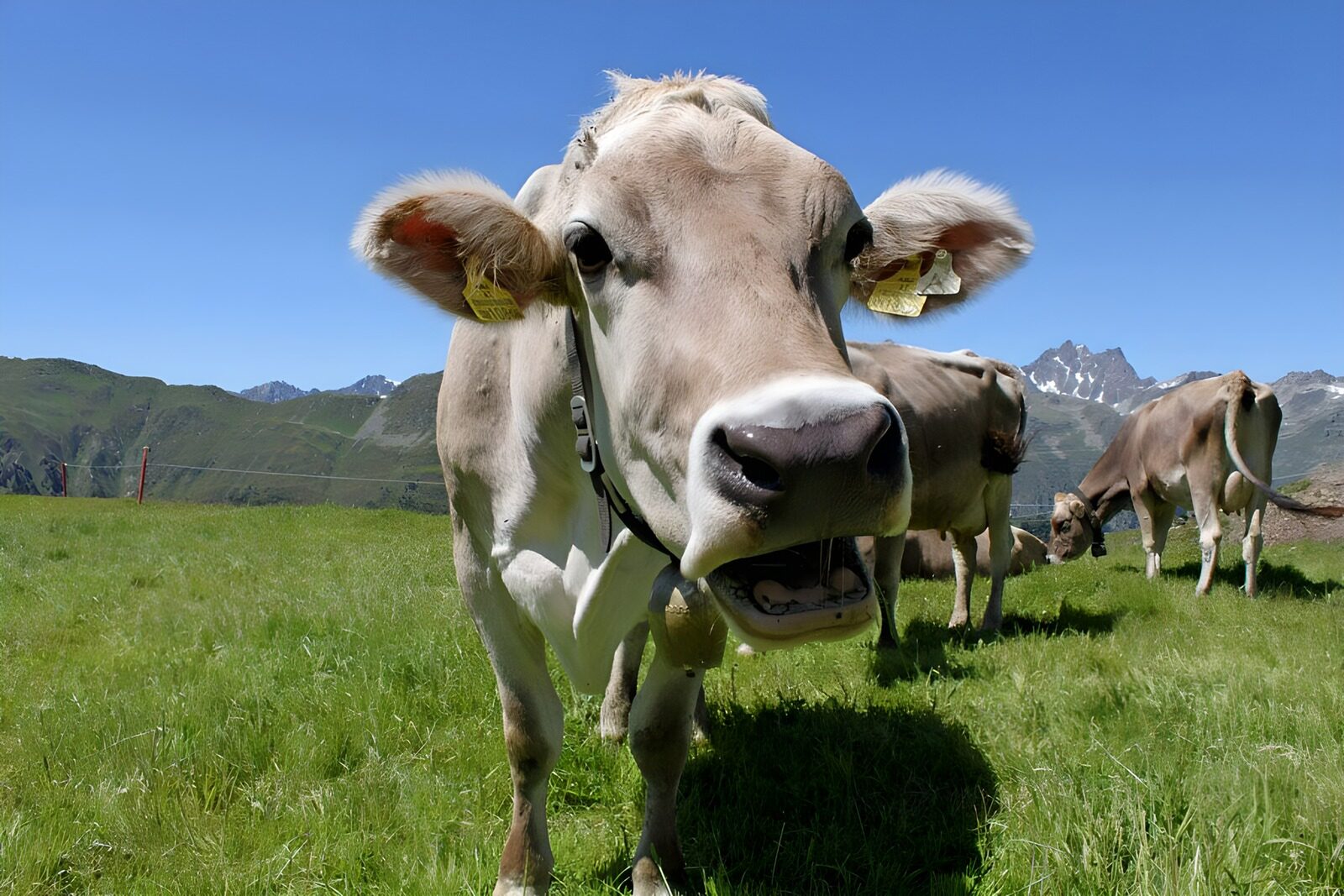 PDGIT6261983: Mucca in primo piano nel prato alpino