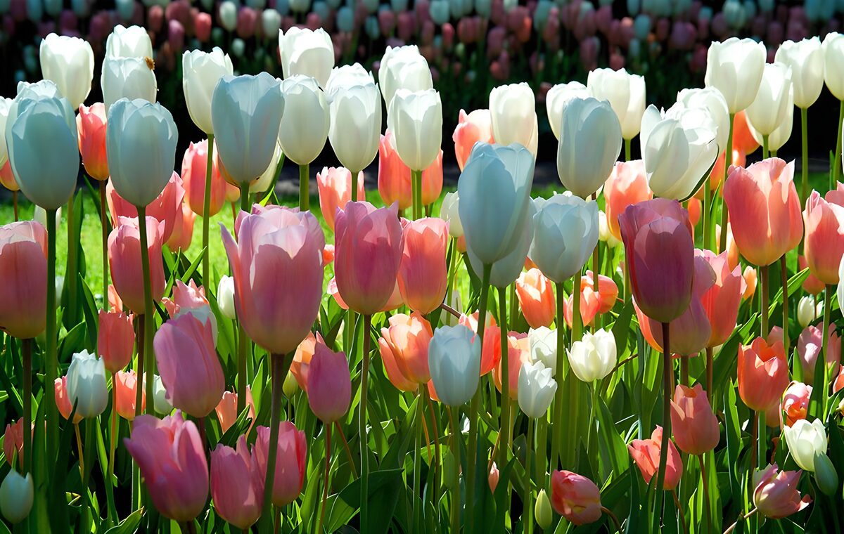 PDGIT8334618: Tulipani rosa, bianchi e viola al sole