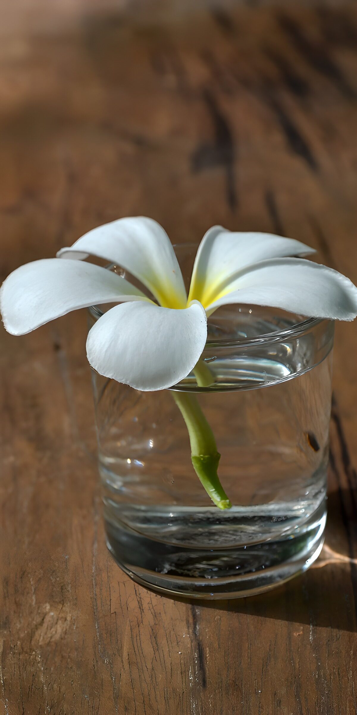 PDGIT2620477: Frangipani bianco in un bicchiere
