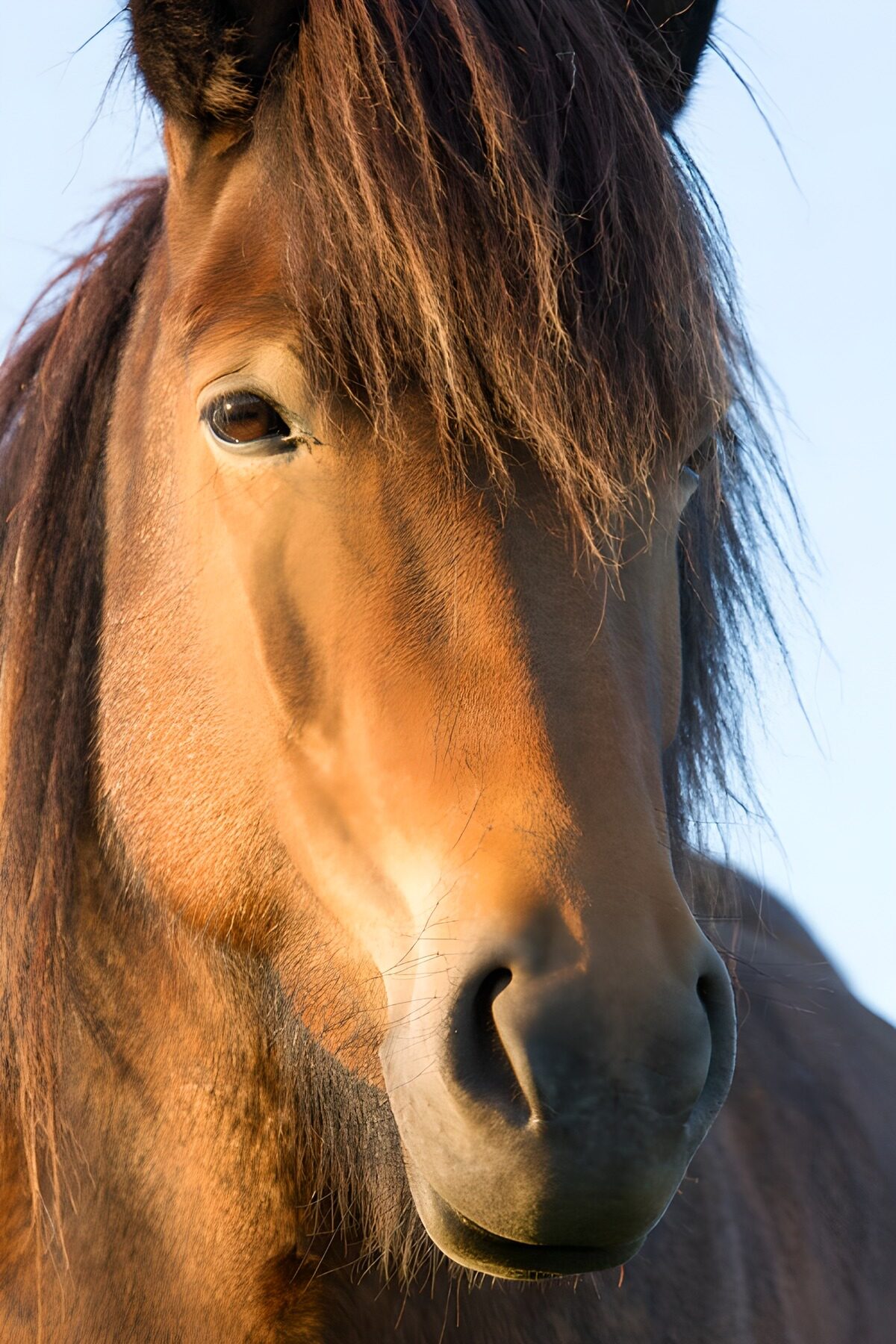 PDGIT7655839: Cavallo bruno nella luce calda