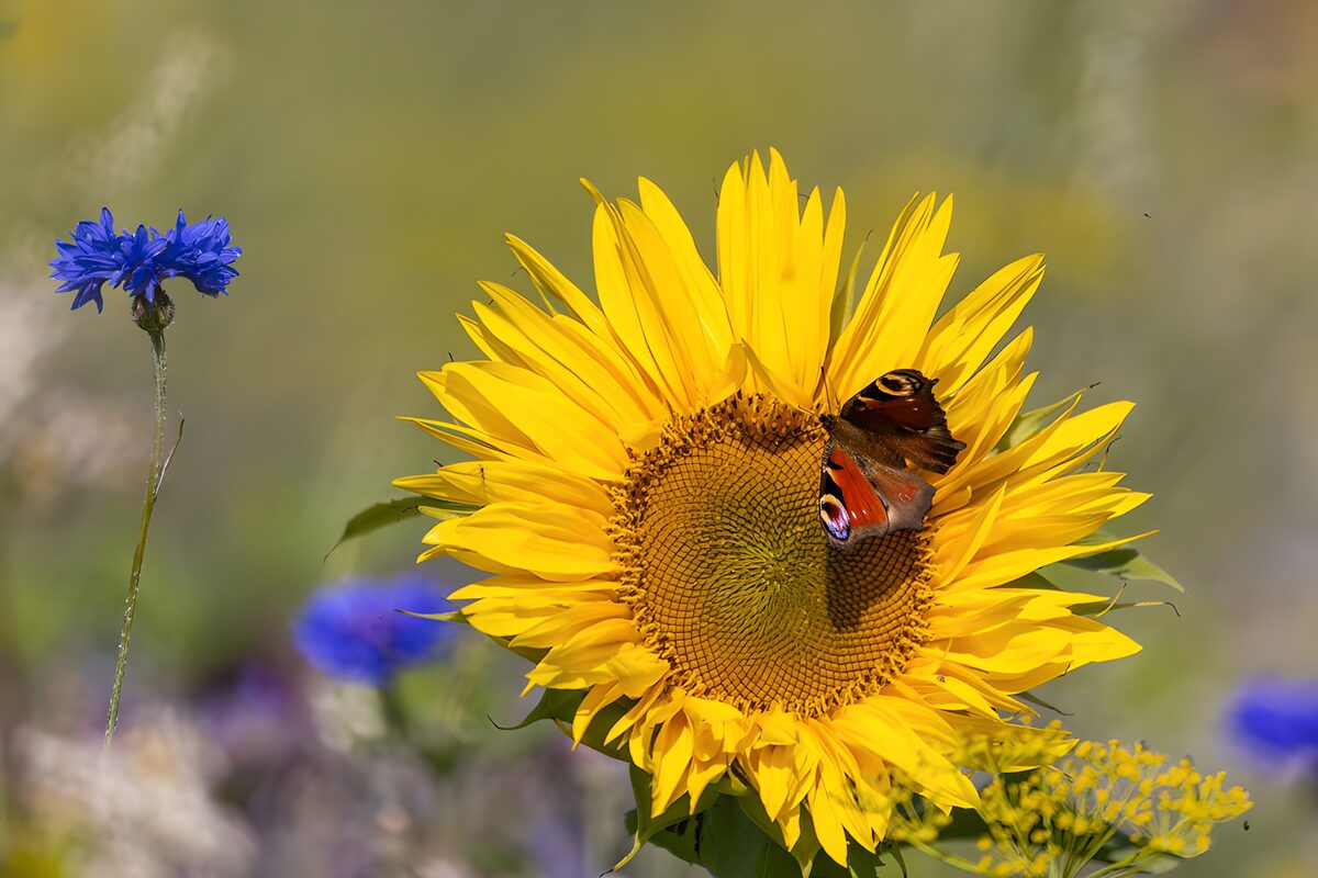 Girasole e farfalla nella luce estiva