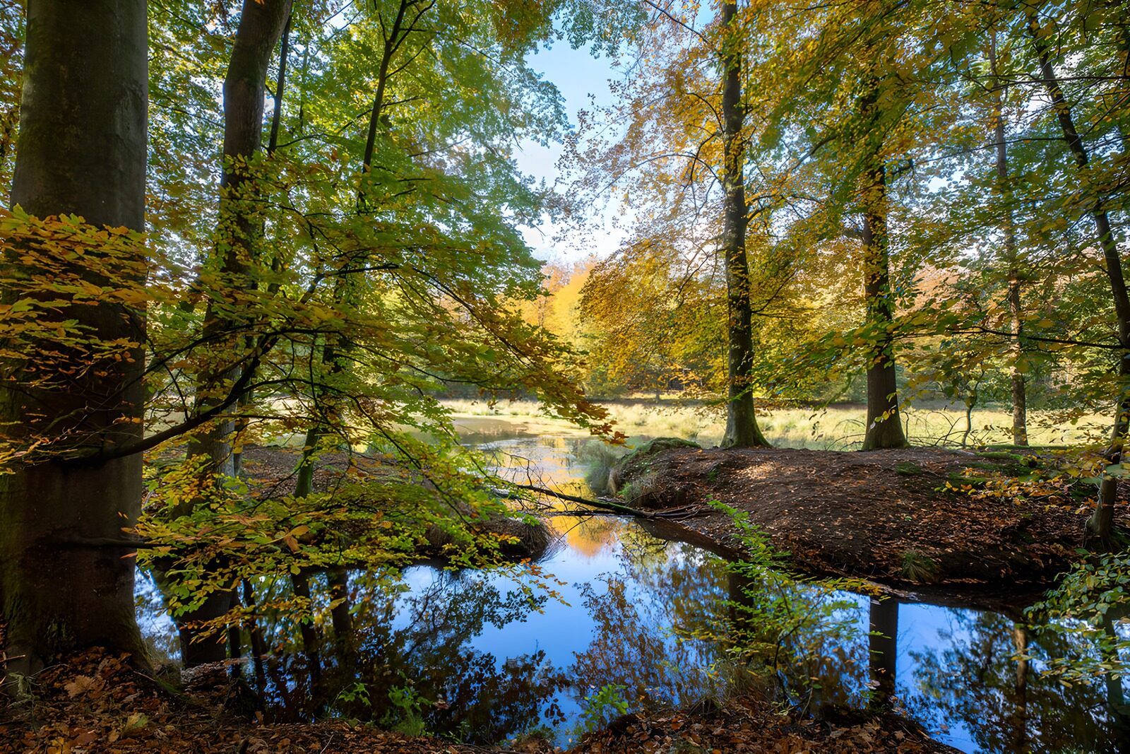PDGIT8958126: Alberi d’autunno riflessi nello stagno