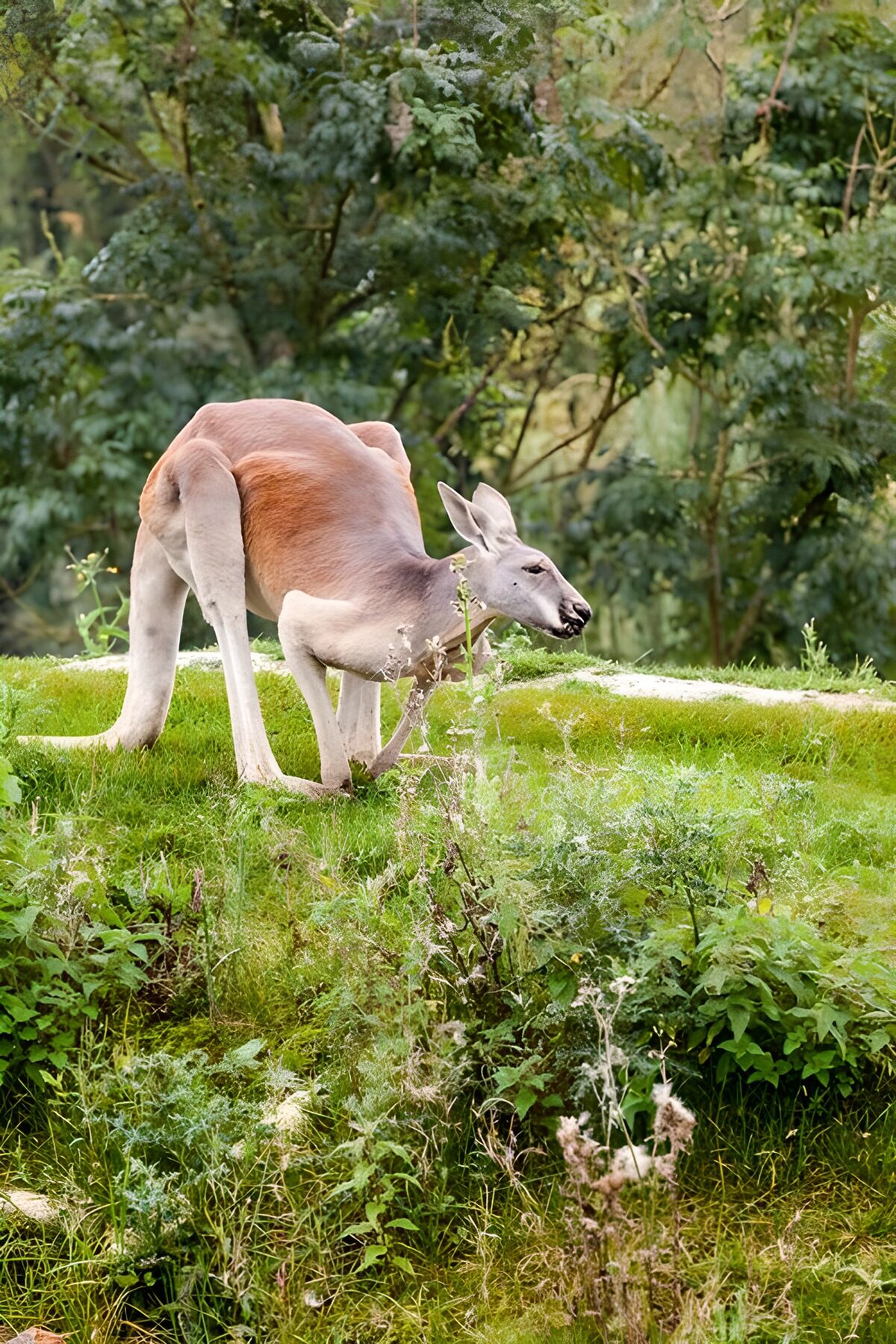 Canguro tra l’erba e il verde
