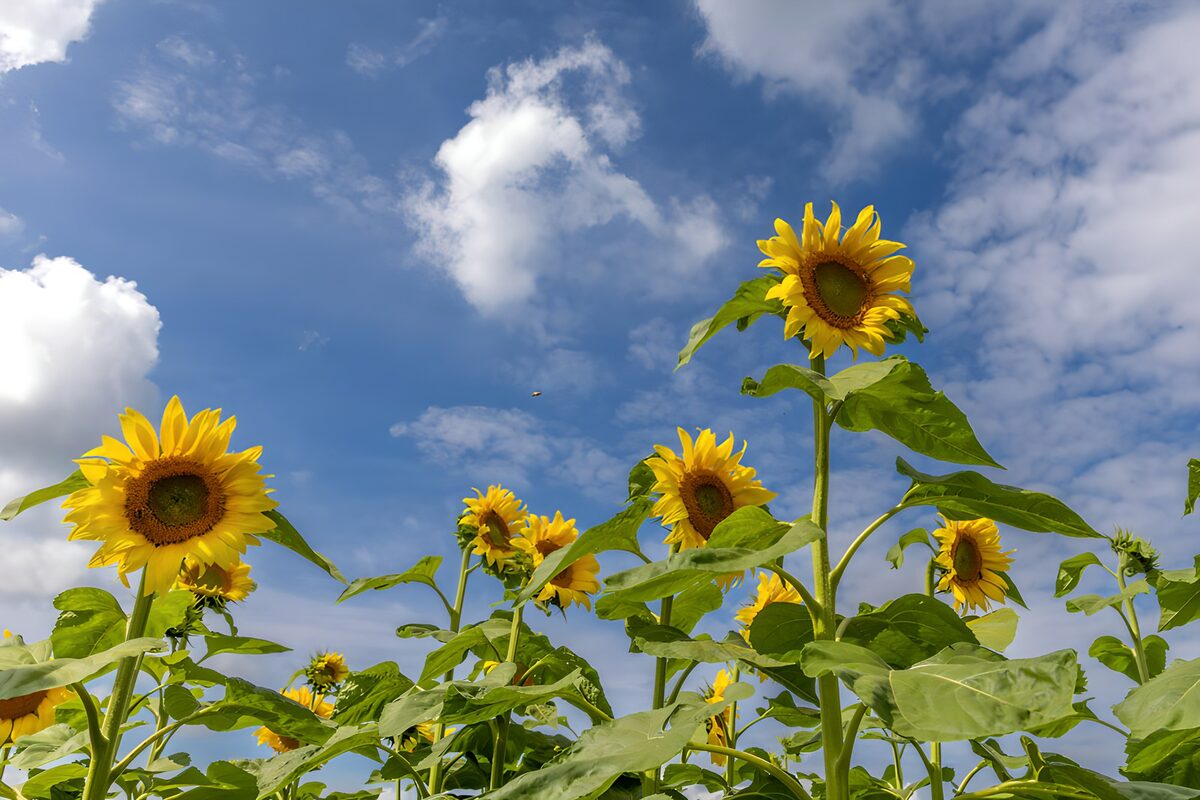 PDGIT9146761: Girasoli al sole sotto il cielo blu