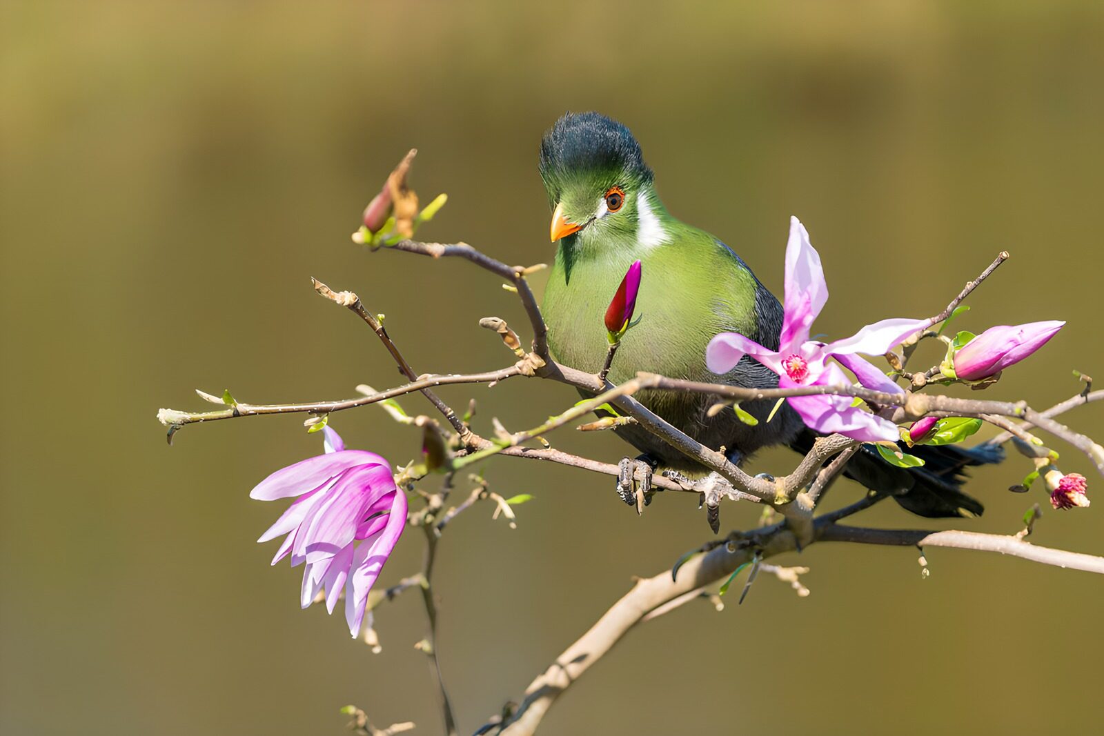 PDGIT9982423: Uccello verde tra le magnolie in fiore