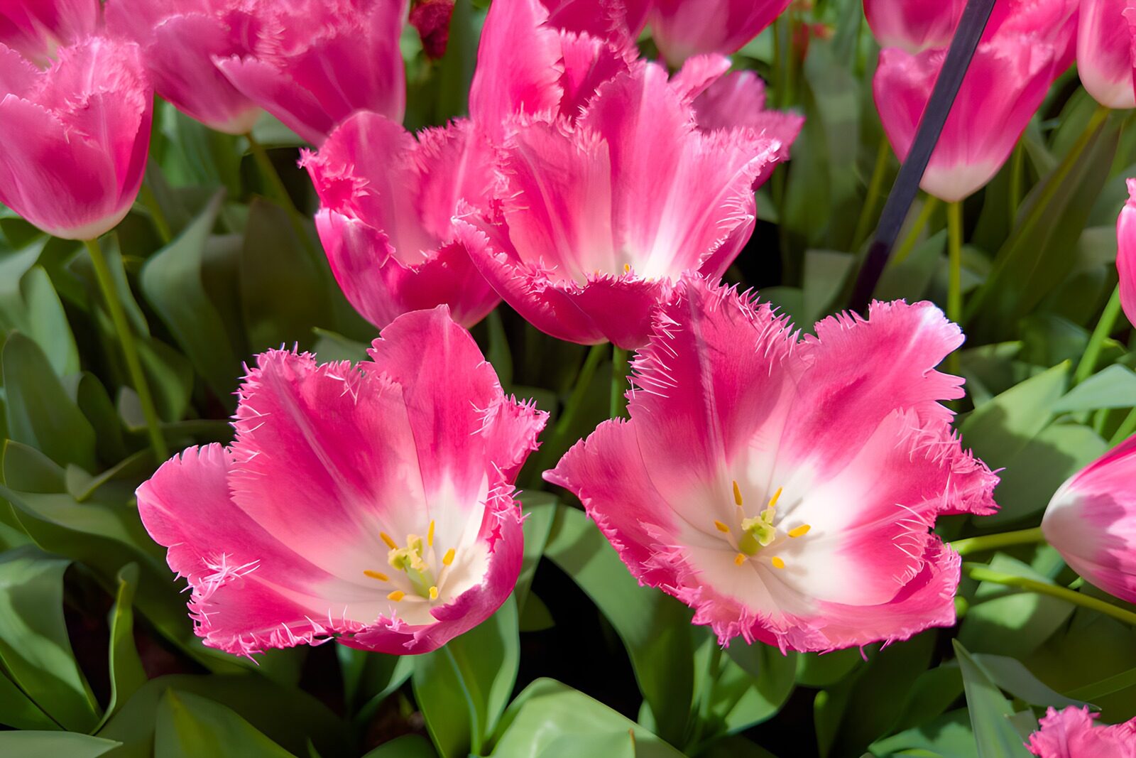 PDGIT3300609: Tulipani fucsia, ricami di primavera