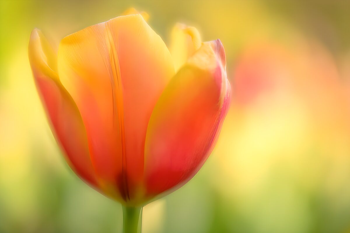 PDGIT7989501: Tulipano giallo e rosa nella luce morbida