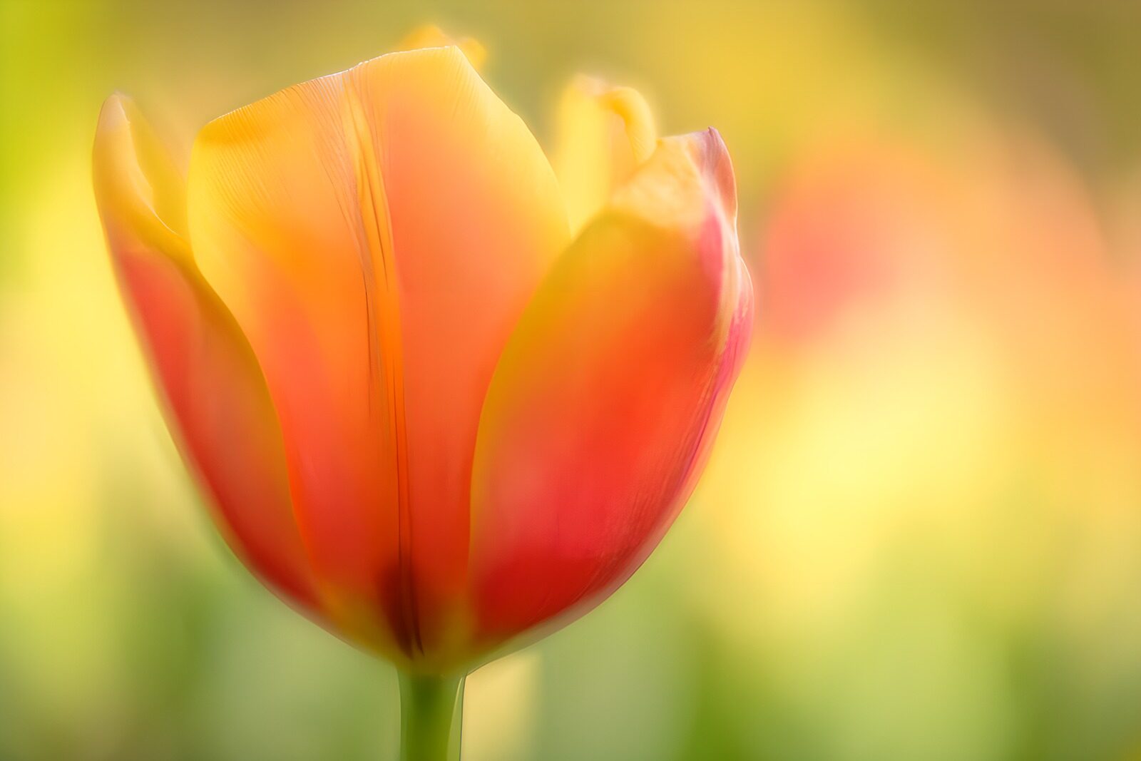 PDGIT7989501: Tulipano giallo e rosa nella luce morbida