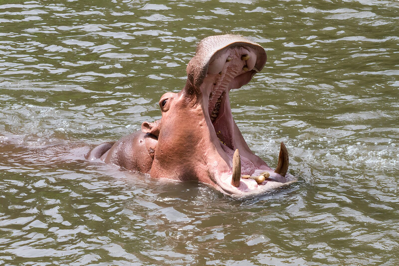 PDGIT1812639: Ippopotamo a bocca spalancata