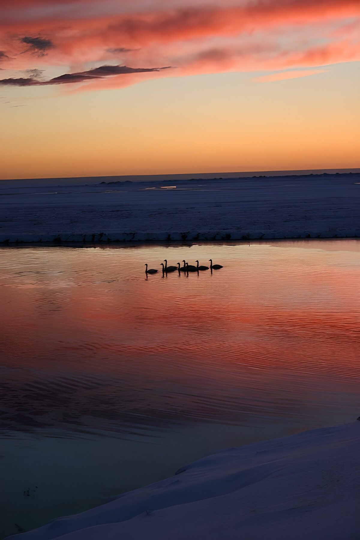 PDGIT4411900: Cigni al tramonto tra acqua e neve