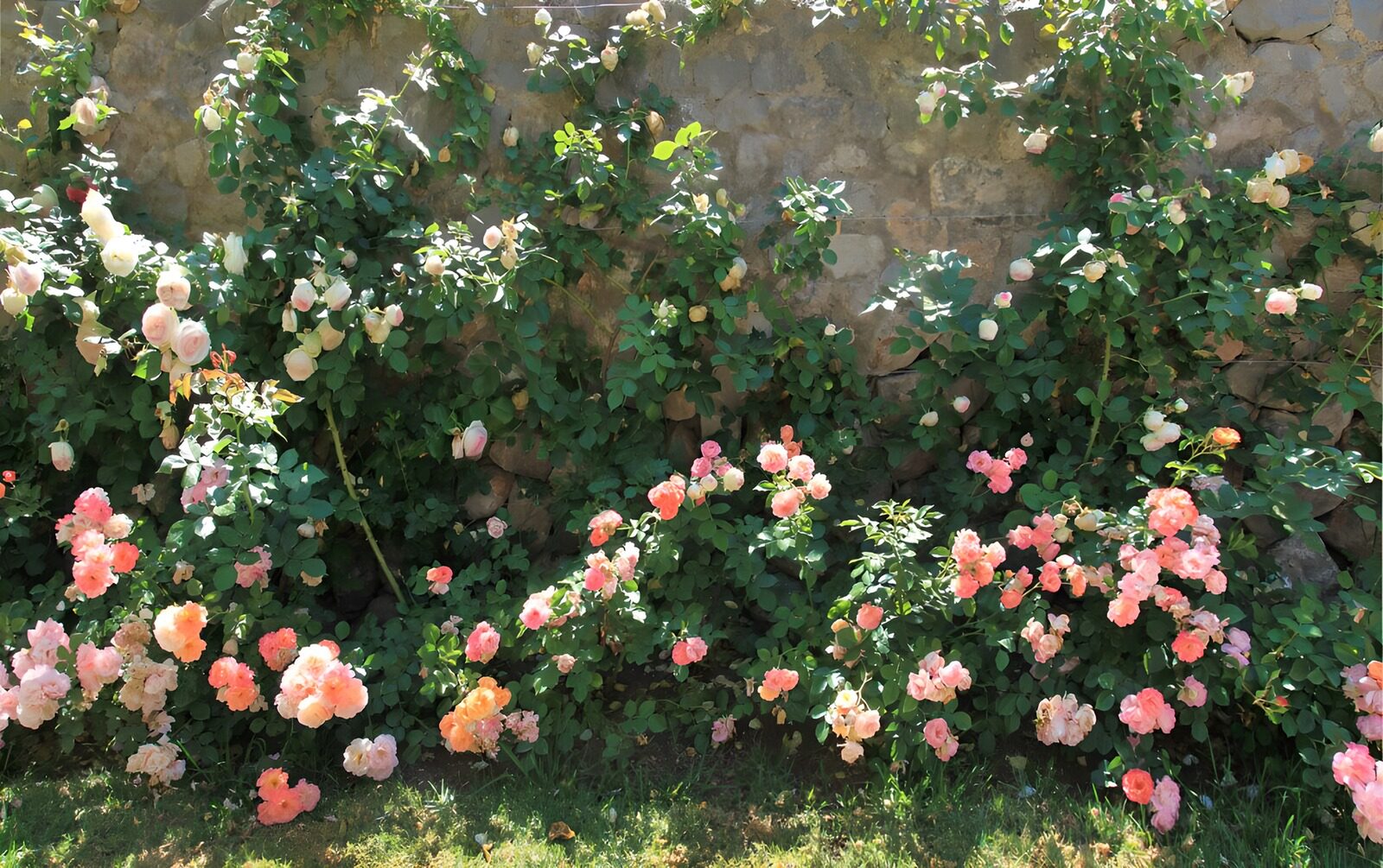 PDGIT4307278: Rose bianche e rosa sul muro al sole