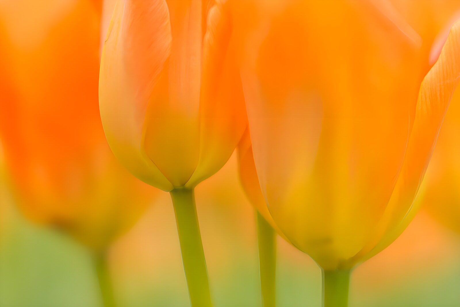 PDGIT3471070: Tulipani arancioni e gialli in primo piano