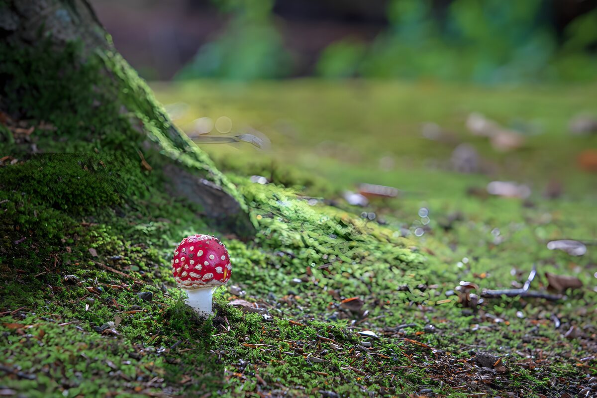 PDGIT1005828: Amanita rossa tra il muschio