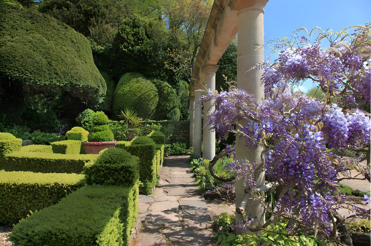 PDGIT6133691: Glicine e siepi nel giardino al sole