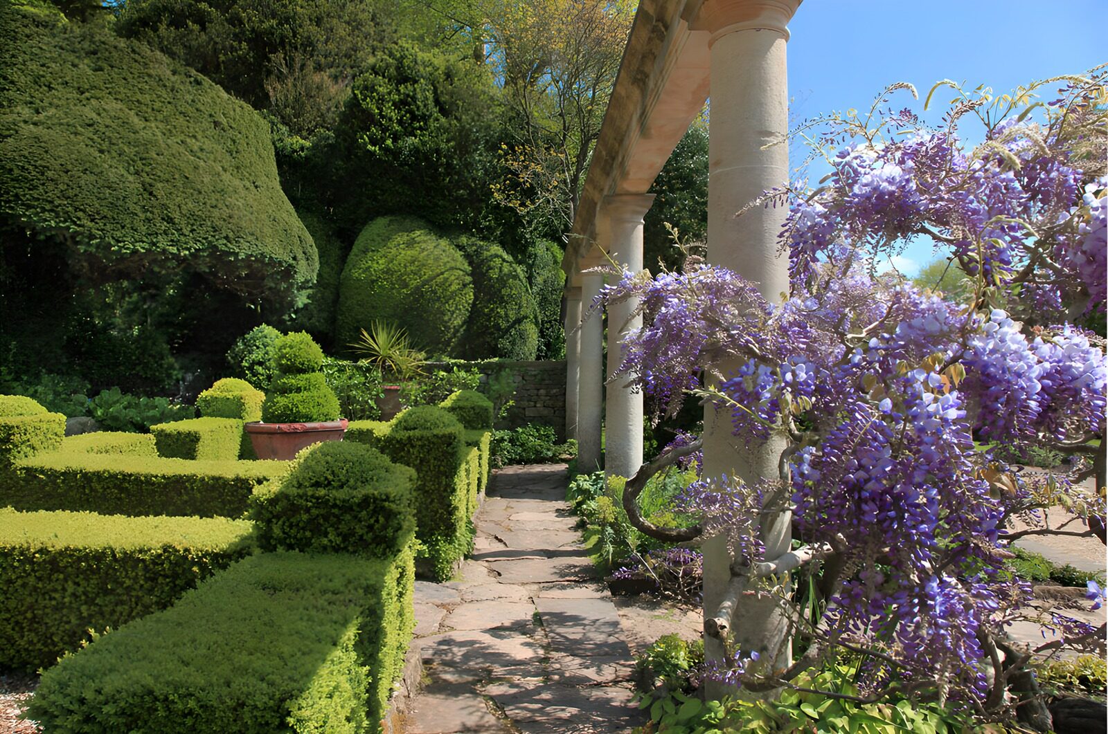 PDGIT6133691: Glicine e siepi nel giardino al sole