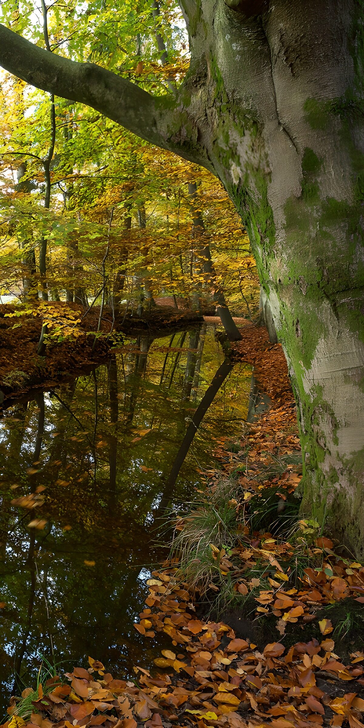 PDGIT4725674: Bosco d’autunno sull’acqua immobile