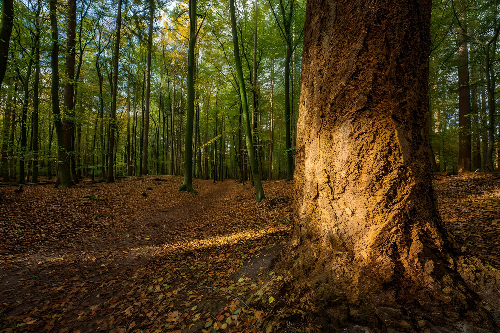 PDGIT8677803: Grande tronco al sole nel bosco