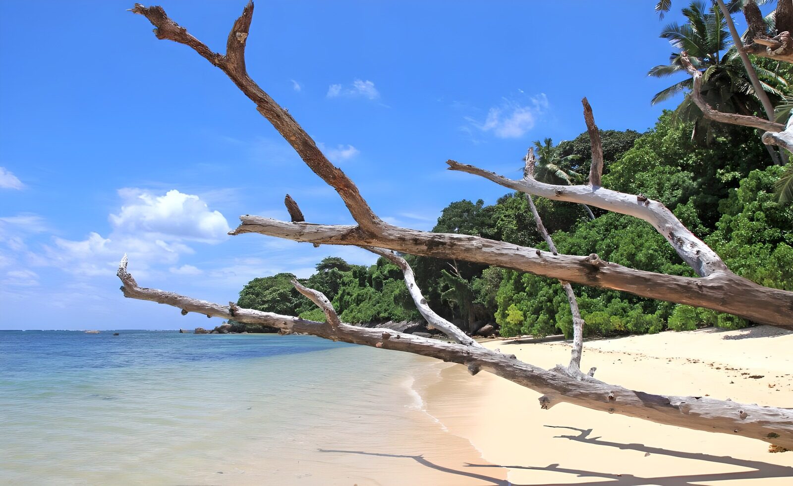 PDGIT6827569: Spiaggia tropicale tra rami e palme