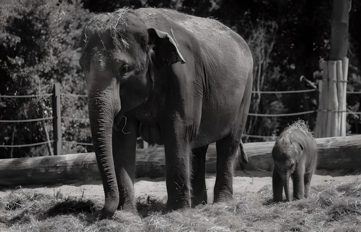 PDGIT4607926: Elefante e cucciolo in bianco e nero