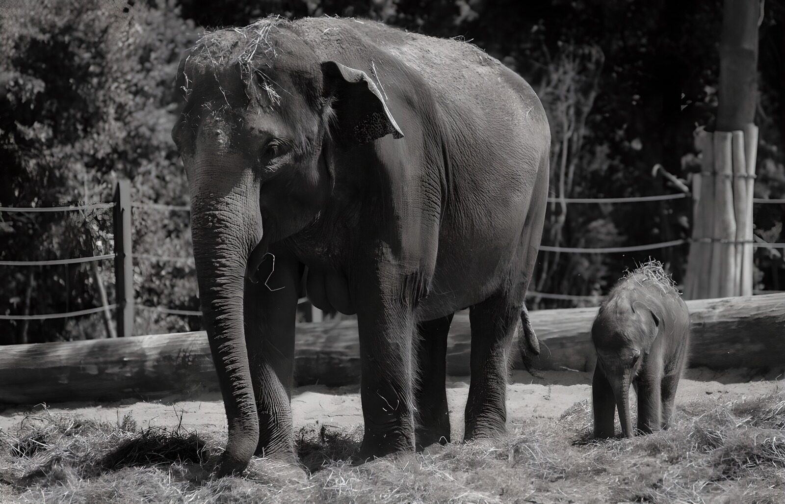 PDGIT4607926: Elefante e cucciolo in bianco e nero