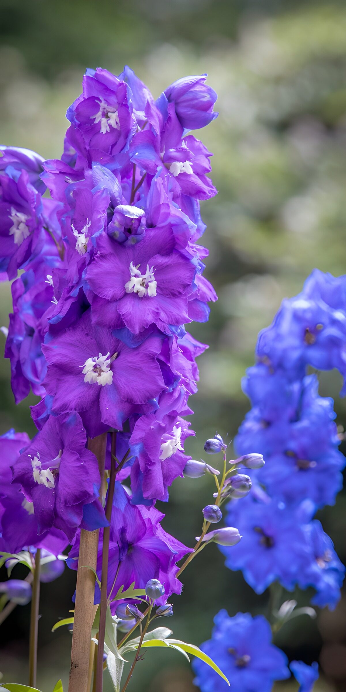 PDGIT3255237: Delphinium viola nella luce morbida