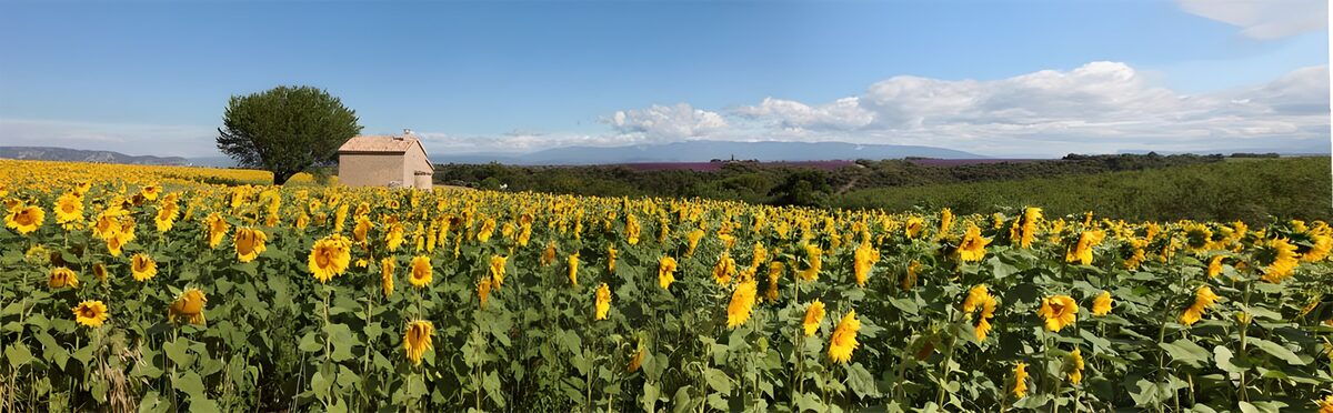 PDGIT1593742: Campo di girasoli sotto il cielo azzurro