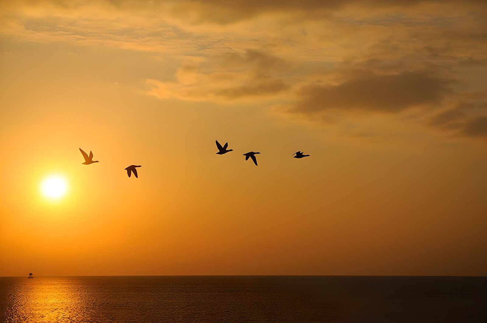 PDGIT4054930: Cinque uccelli sul mare al tramonto
