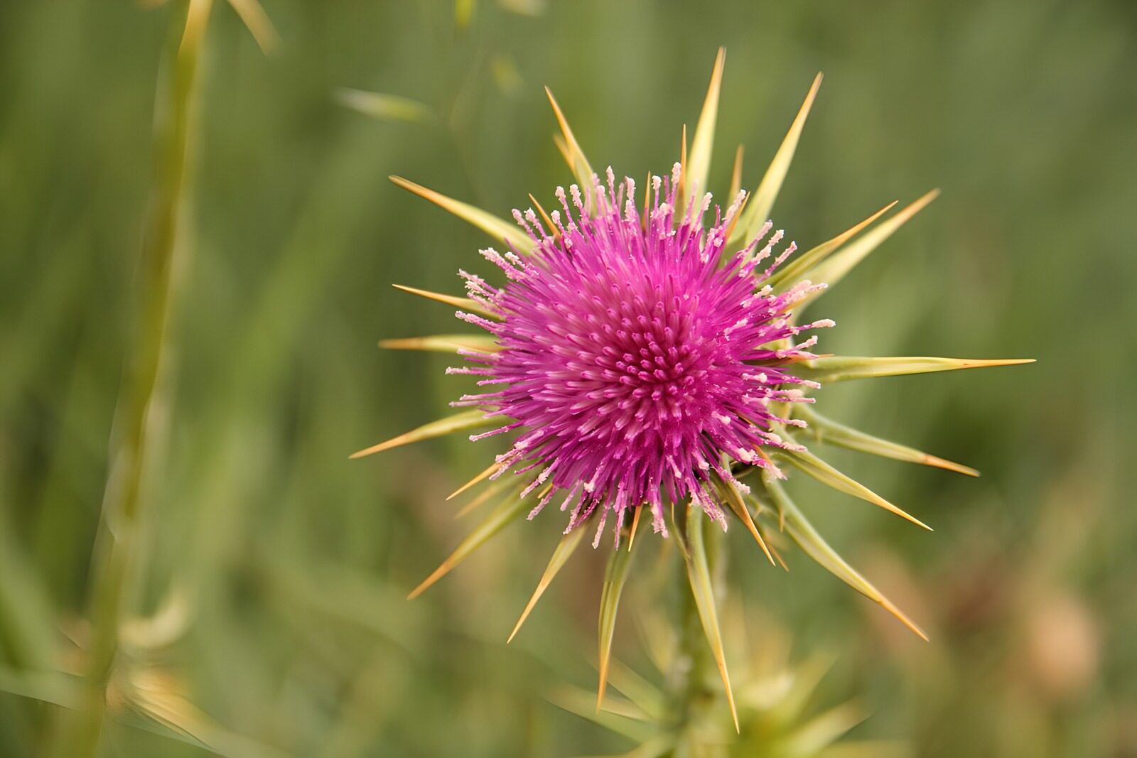 PDGIT7080891: Cardo viola nella luce calda