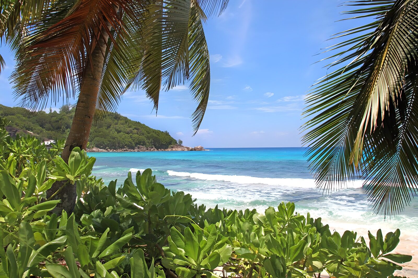 PDGIT8720128: Palme e onde sulla spiaggia tropicale