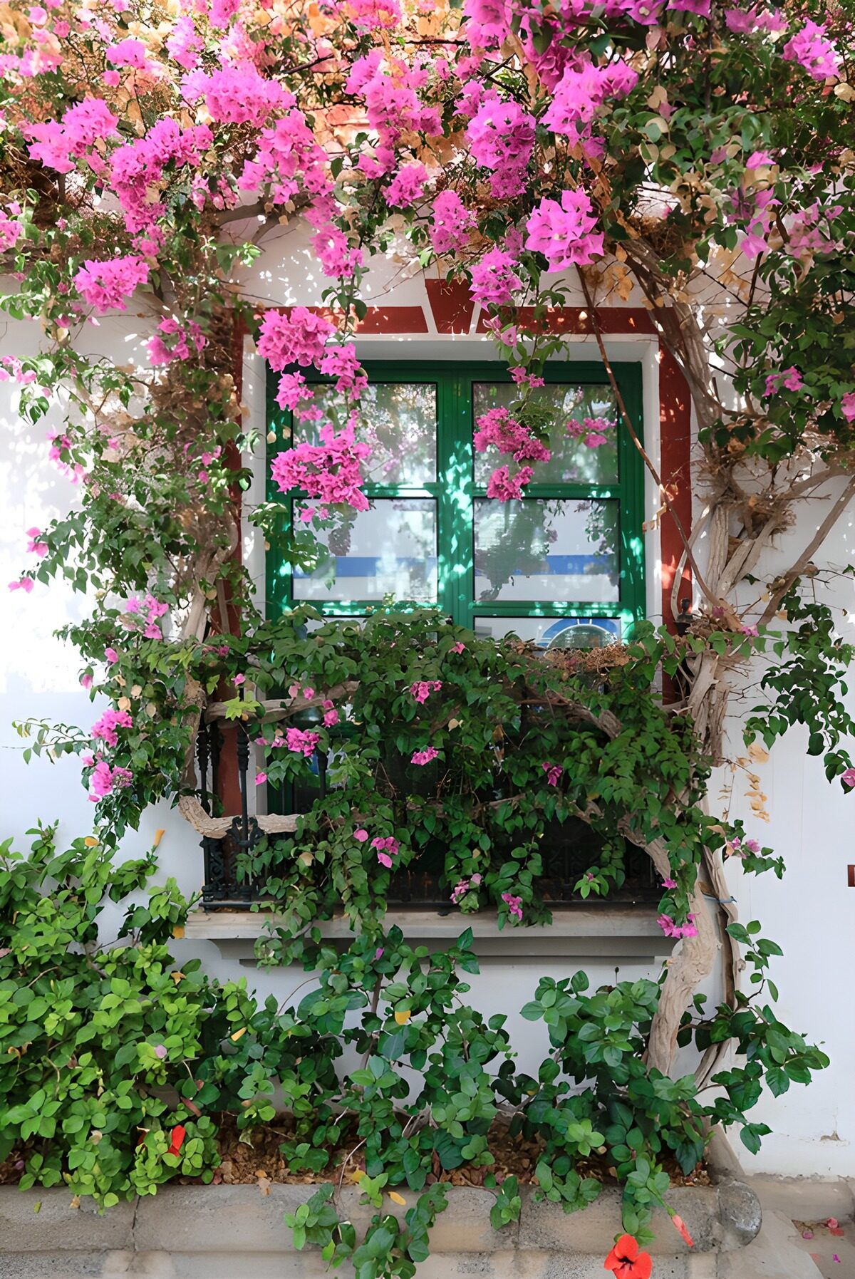 PDGIT3904796: Bouganville rosa intorno alla finestra