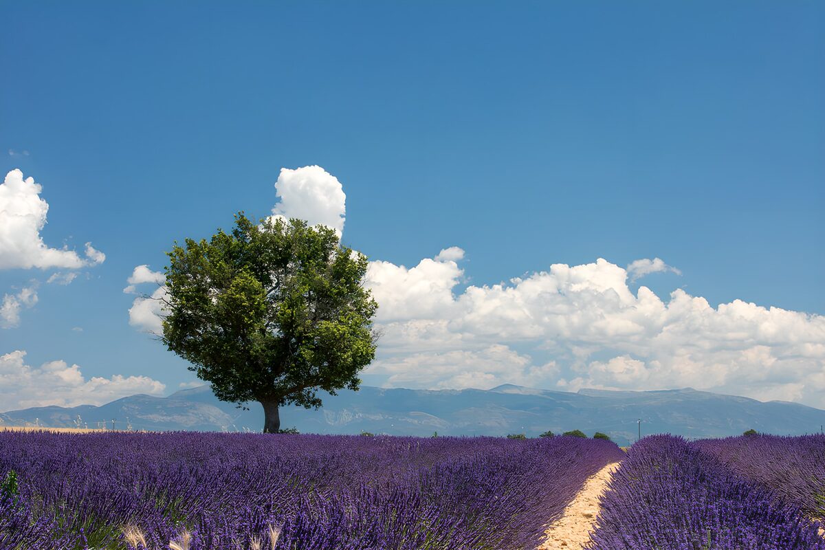 Nuvole bianche su un mare di lavanda