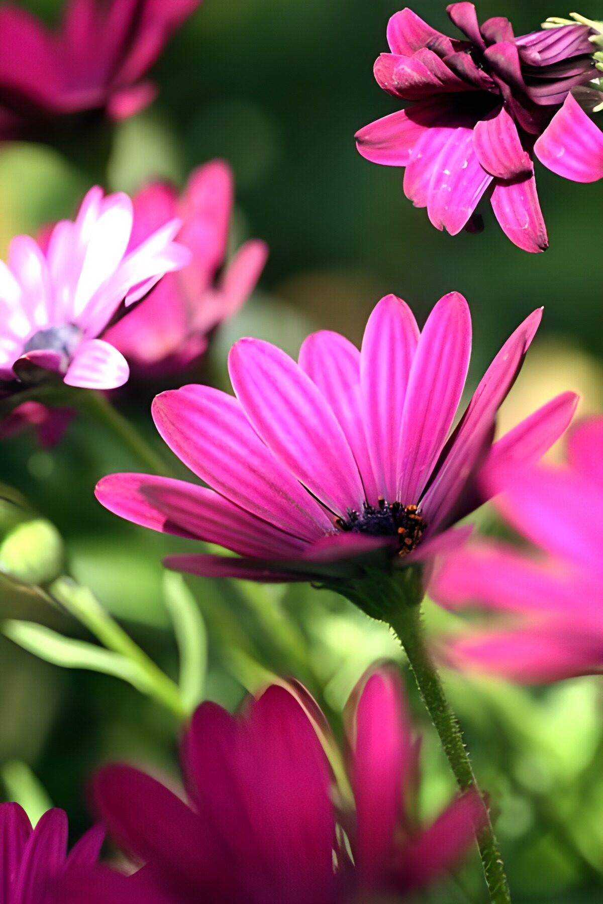 PDGIT2835436: Margherite rosa in primo piano al sole