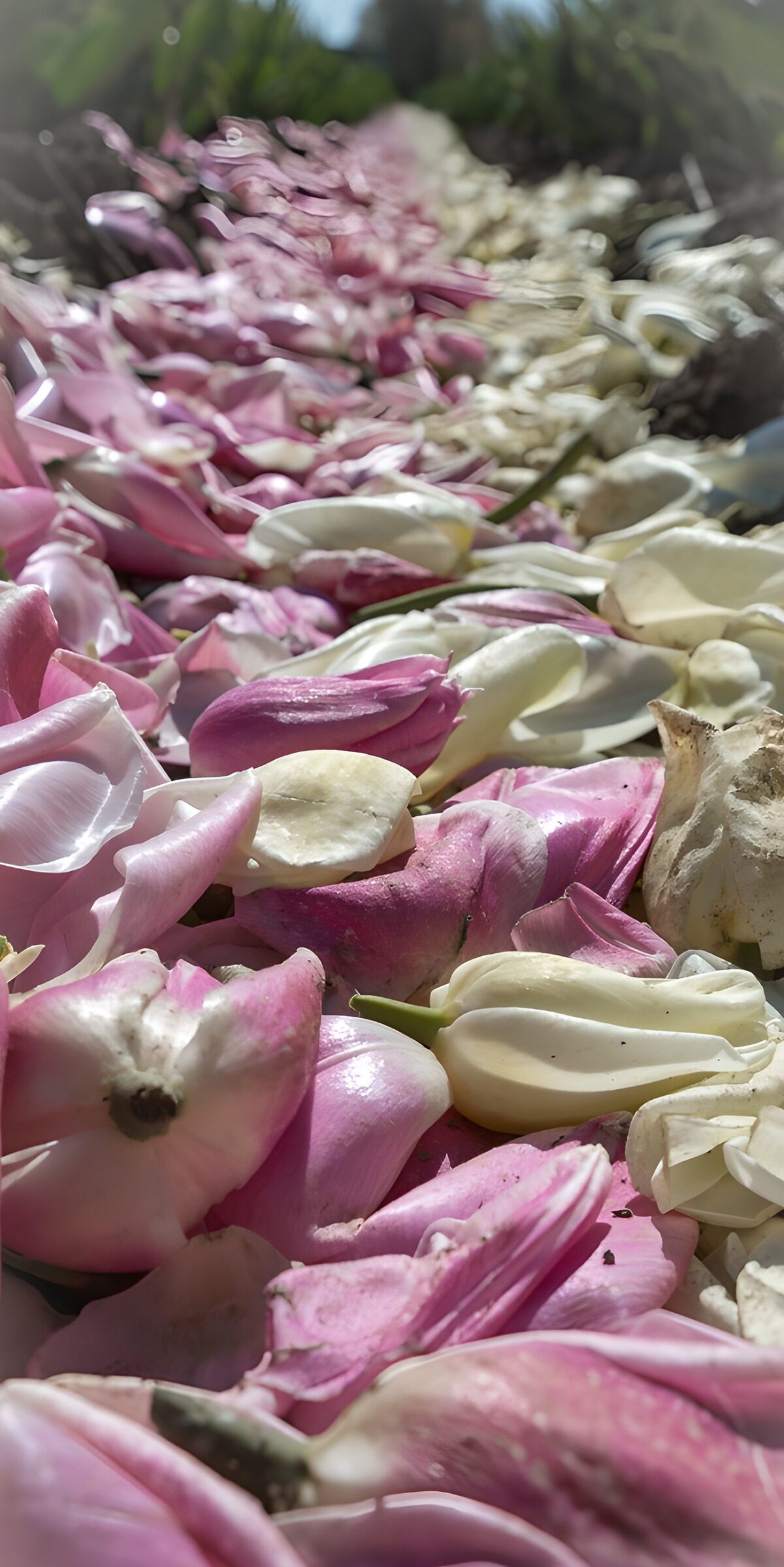 PDGIT3507142: Petali di tulipano rosa e bianchi al sole