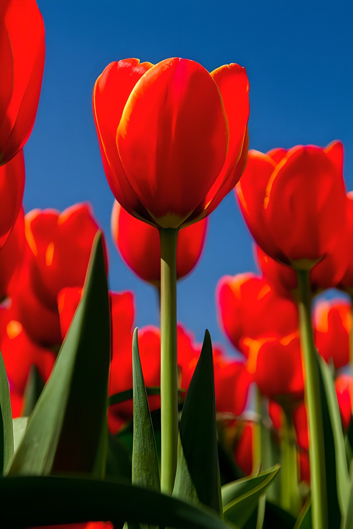 PDGIT1379612: Tulipani rossi, coppe di sole