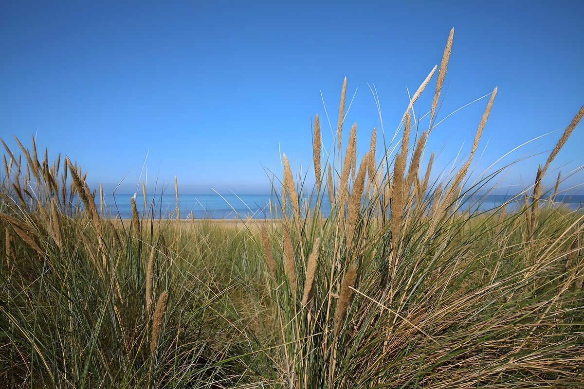 PDGIT1817980: Erbe delle dune sul mare calmo