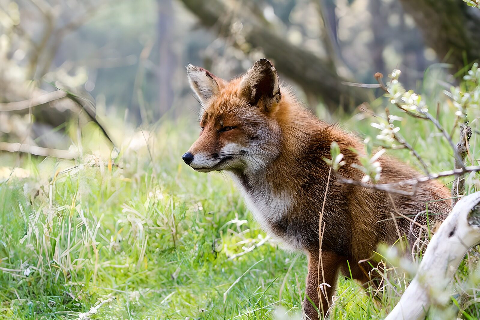 PDGIT2412319: Volpe rossa tra l’erba del bosco
