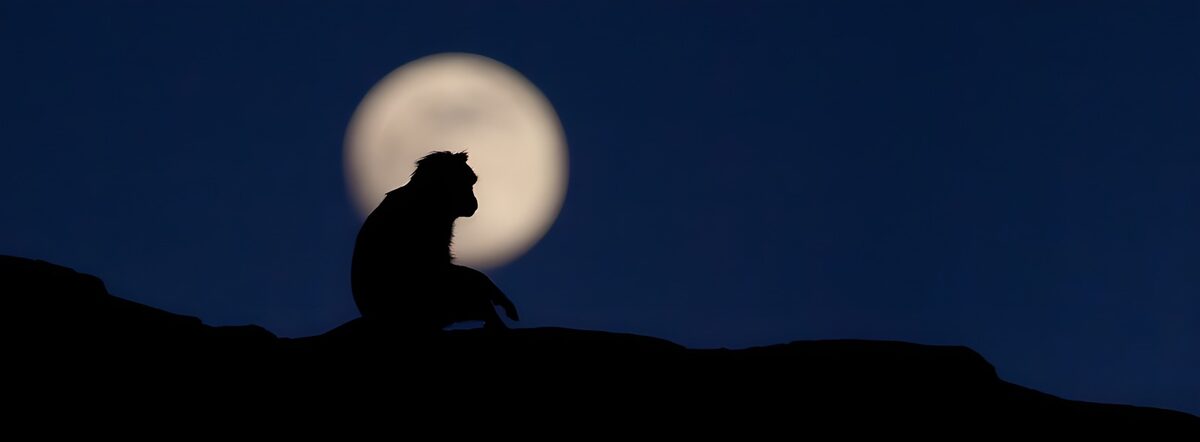 PDGIT1844252: Scimmia in controluce con la luna piena