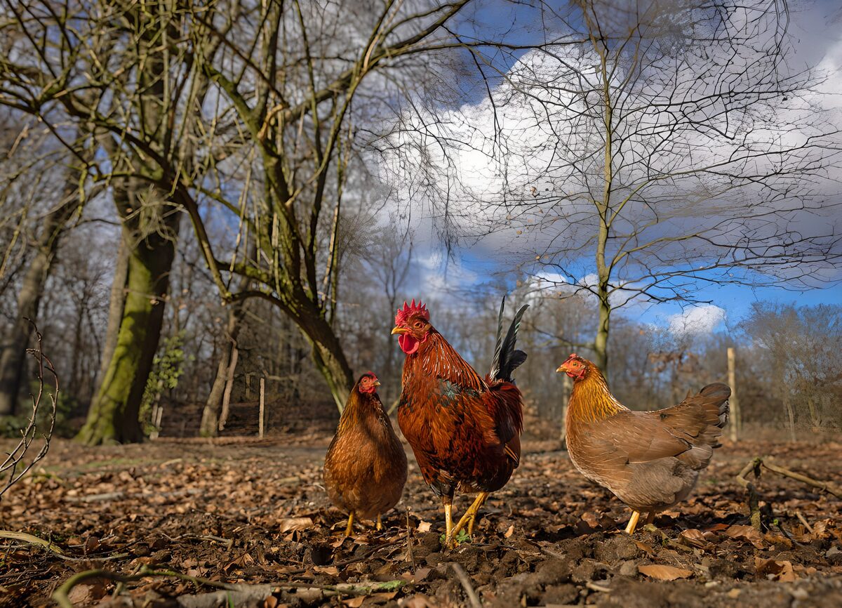 PDGIT8568343: Un gallo e due galline tra le foglie