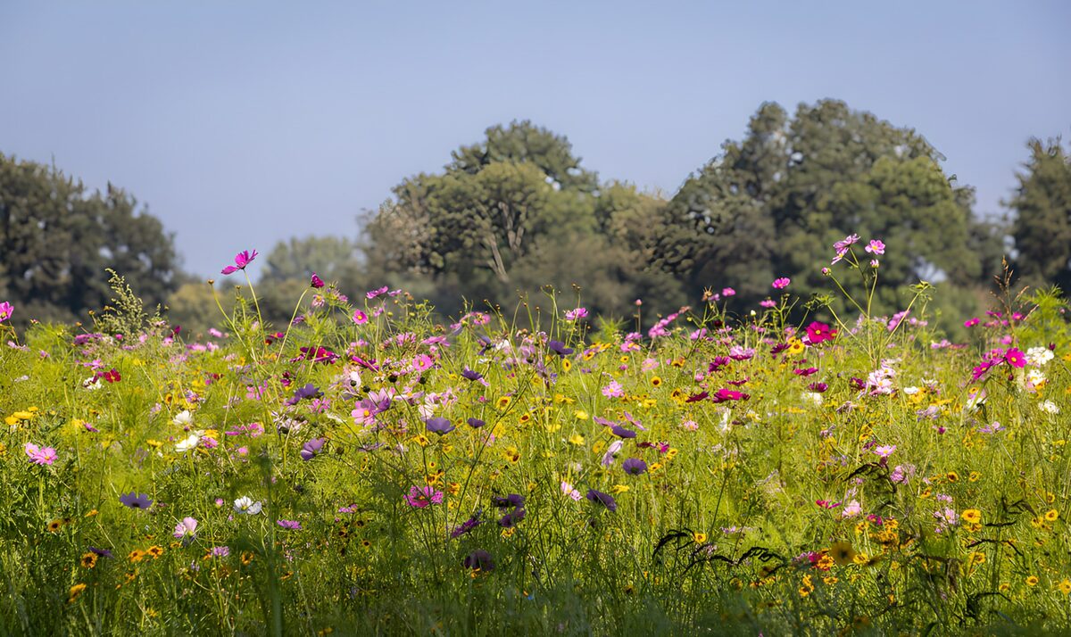 Prato di cosmos e fiori al sole
