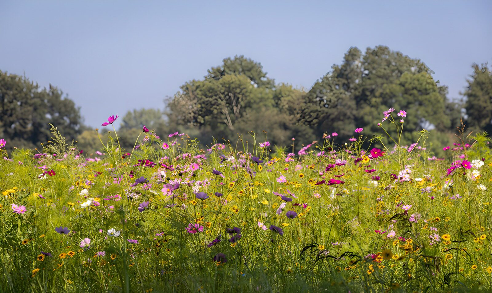 PDGIT9691748: Prato di cosmos e fiori al sole