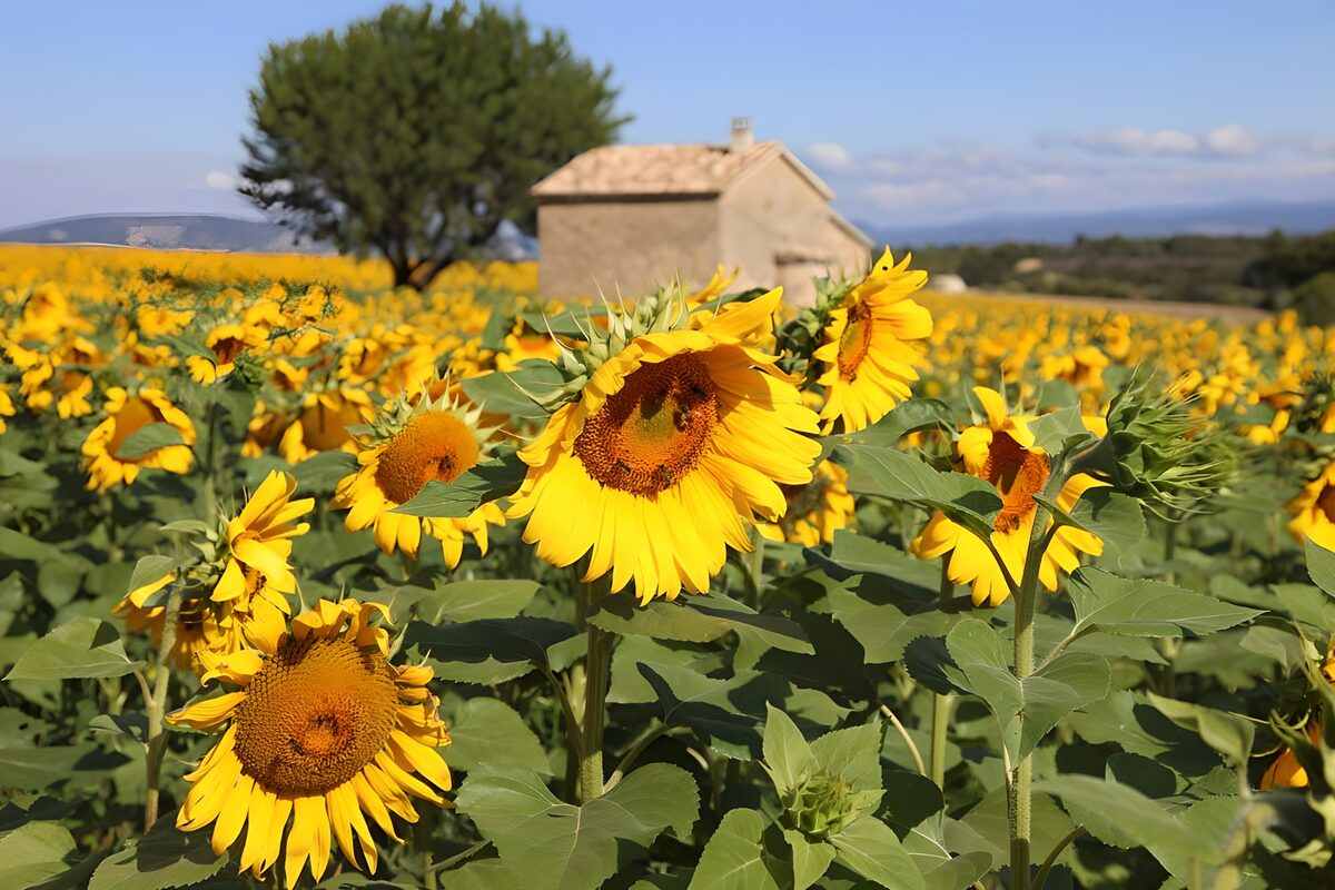 PDGIT3619906: Campo di girasoli con casa sullo sfondo