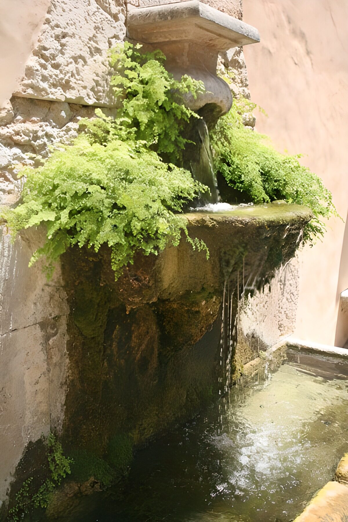 Fontana in pietra tra muschio e felci