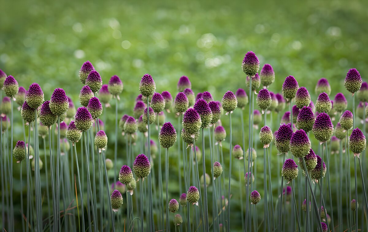 PDGIT3453342: Allium viola su steli sottili