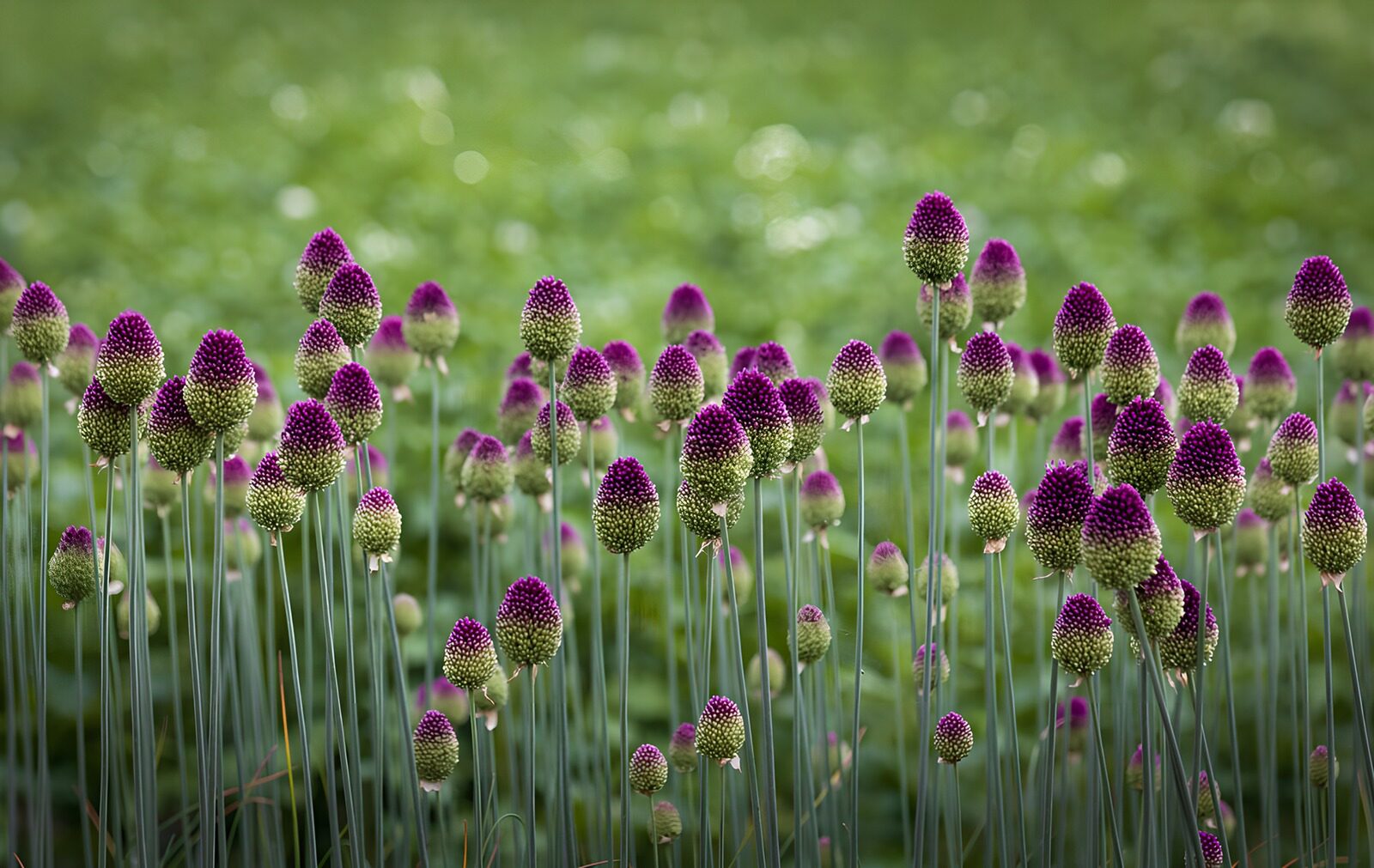PDGIT3453342: Allium viola su steli sottili