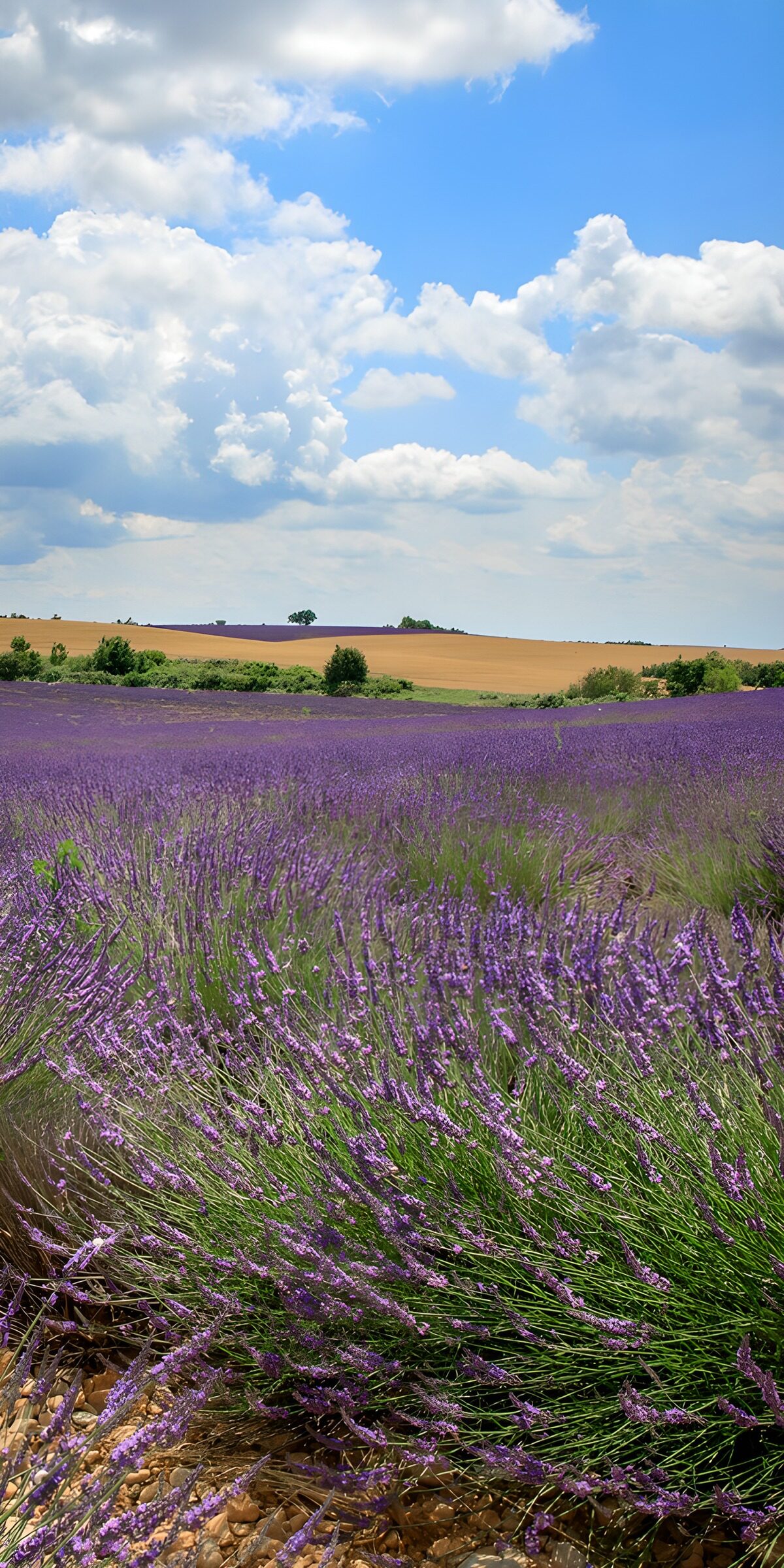 PDGIT4193628: Il viola della lavanda incontra il cielo