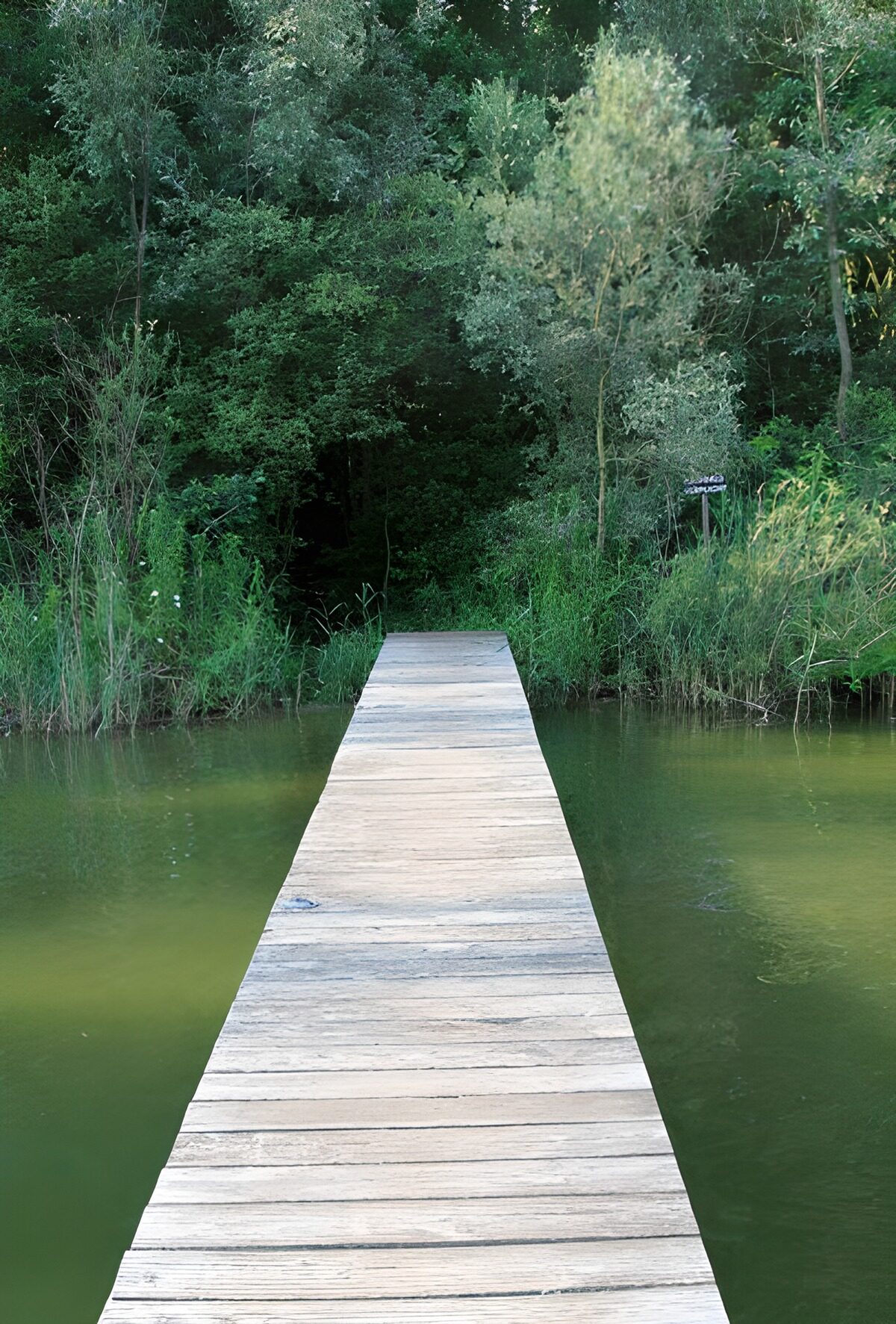 PDGIT8651026: Passerella di legno tra acqua e bosco