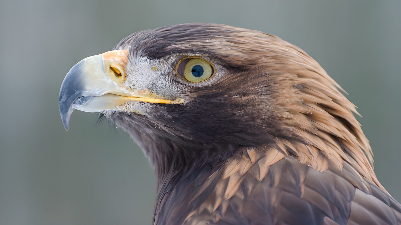 PDGIT8070526: Aquila di profilo, sguardo vigile